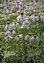 Echinacea