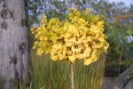 Ginkgo