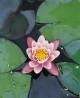 Foto: Seerose